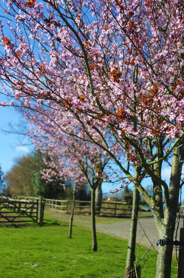 Hopgarden Glamping Luxury Shepherds Huts Wadhurst ภายนอก รูปภาพ